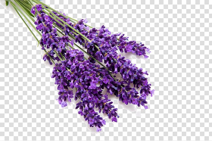 lavender illustration, English lavender Lavender oil Perfume Odor, perfume transparent background PNG clipart
