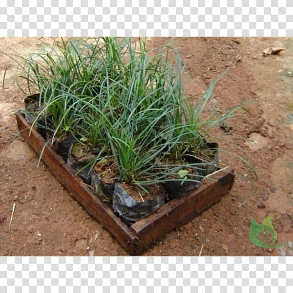 Grasses Garden Scutch grass Sowing, grass transparent background PNG clipart