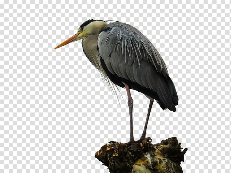 Grey heron Bird Portable Network Graphics , Bird transparent background PNG clipart