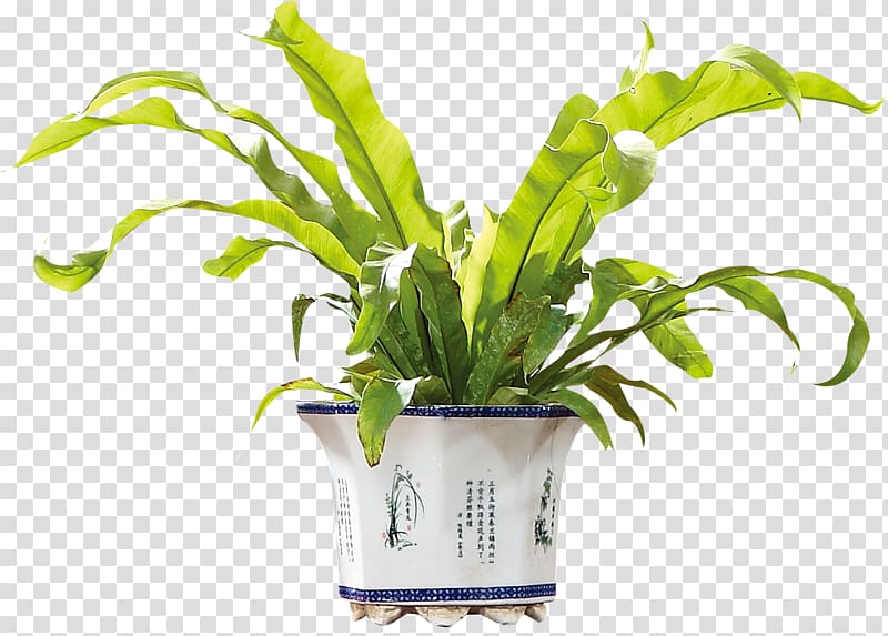 Plant Flower, Potted Plant transparent background PNG clipart