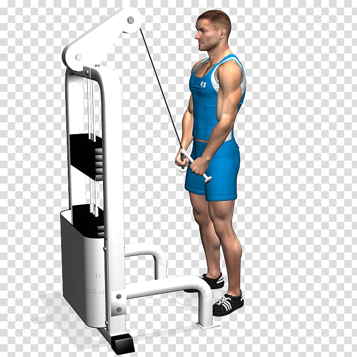 Triceps brachii muscle Pushdown Lying triceps extensions Biceps Exercise, arm transparent background PNG clipart