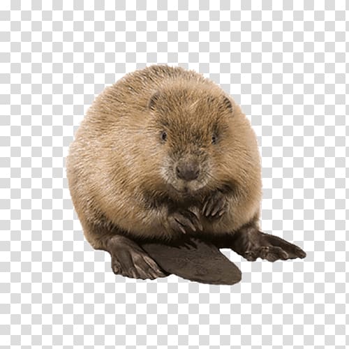 Beaver , Stay fresh Beaver transparent background PNG clipart