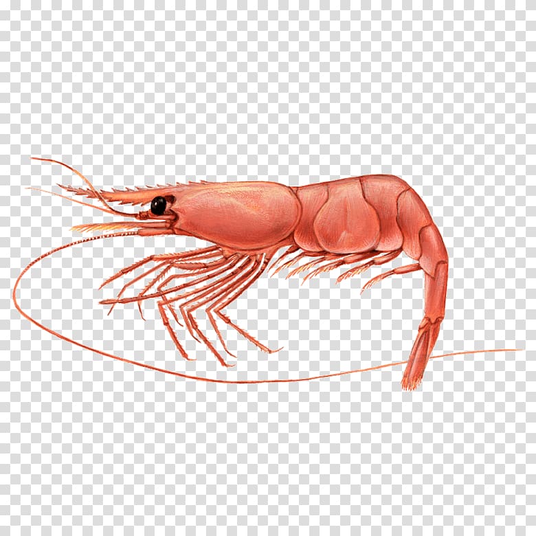 Pandalus borealis Caridea Shrimp Giant tiger prawn Crustacean, Shrimp transparent background PNG clipart