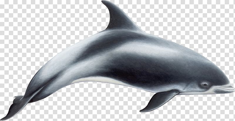 White-beaked dolphin Common bottlenose dolphin Short-beaked common dolphin Toothed whale Rough-toothed dolphin, dolphin transparent background PNG clipart