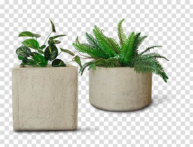 Flowerpot Houseplant Chile Crop Cellplast, flowering bonsai cactus transparent background PNG clipart