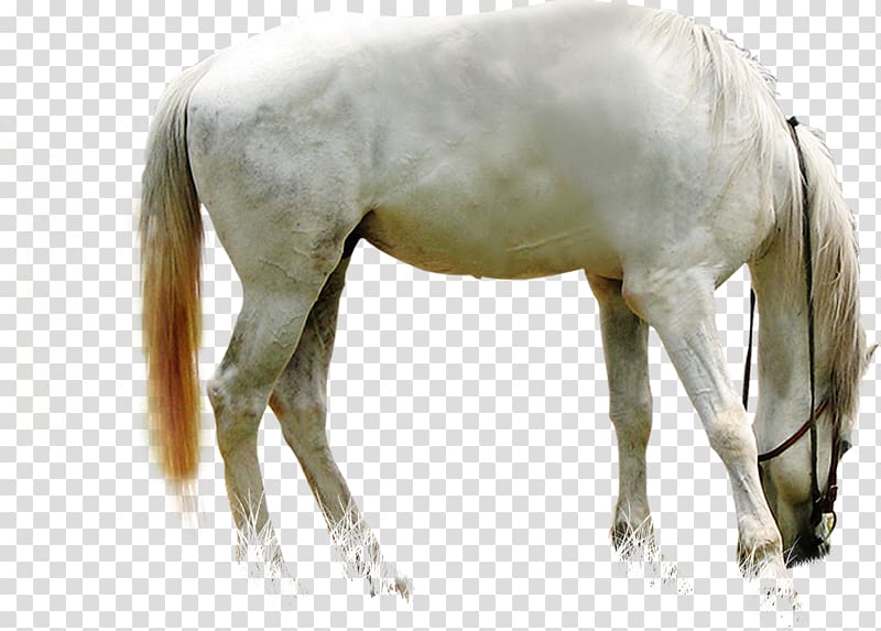 White Dragon Horse Foal, horse transparent background PNG clipart