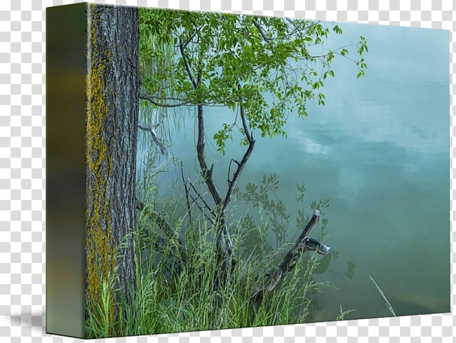 Nature reserve Biome Flora Vegetation Forest, water reflection transparent background PNG clipart