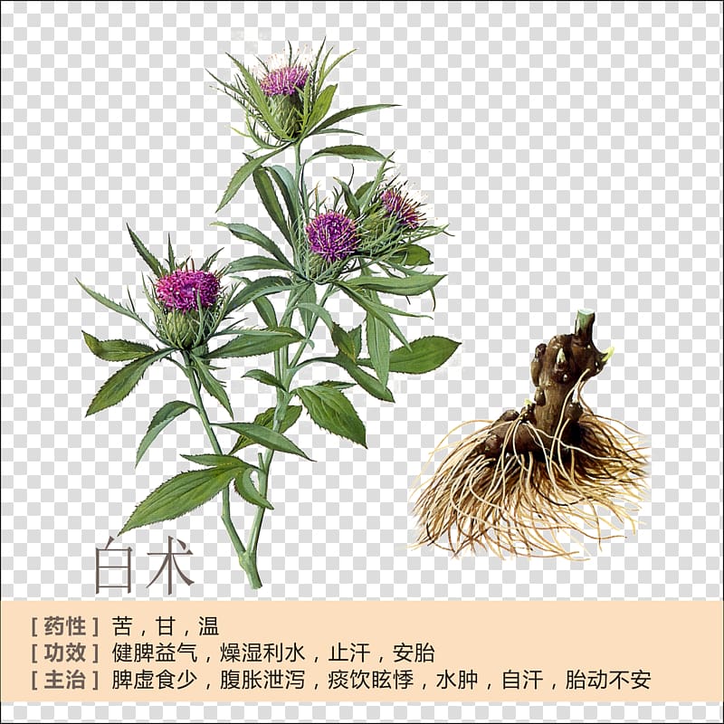 Bai zhu Atractylodes lancea Rhizome Herb Traditional Chinese medicine, Atractylodes Profile transparent background PNG clipart