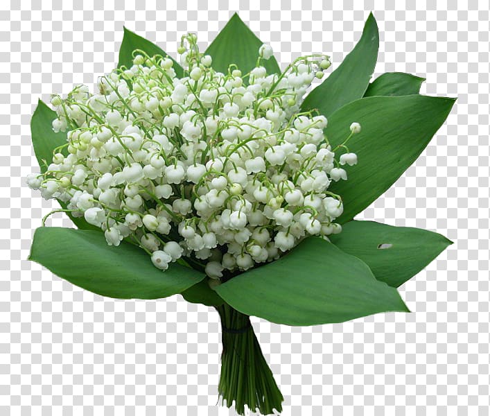 Flower bouquet Convallarias Lily of the valley , flower transparent background PNG clipart