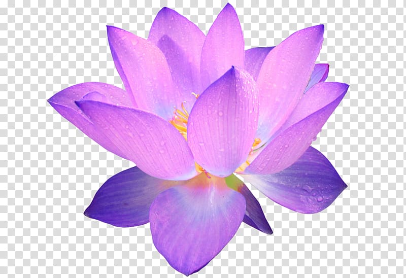 Flower Nelumbo nucifera Purple , watercolor flower transparent background PNG clipart