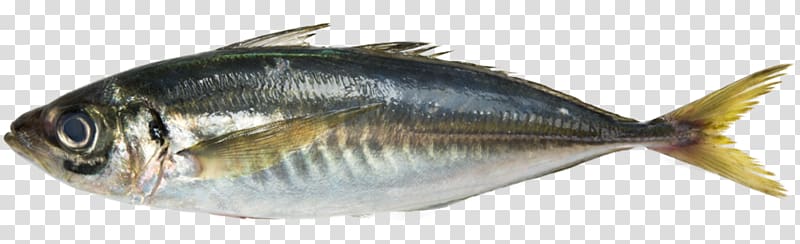 gray sardine, Fish Seafood Japanese horse mackerel Atlantic horse mackerel, mackerel transparent background PNG clipart