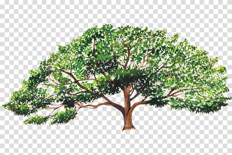 Enterolobium cyclocarpum Branch Enterolobium contortisiliquum Tree Guanacaste Province, tree transparent background PNG clipart