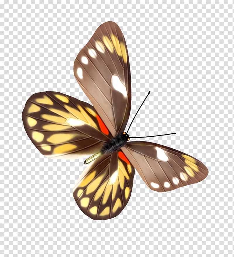 Butterfly Moth Euploea core, butterfly transparent background PNG clipart