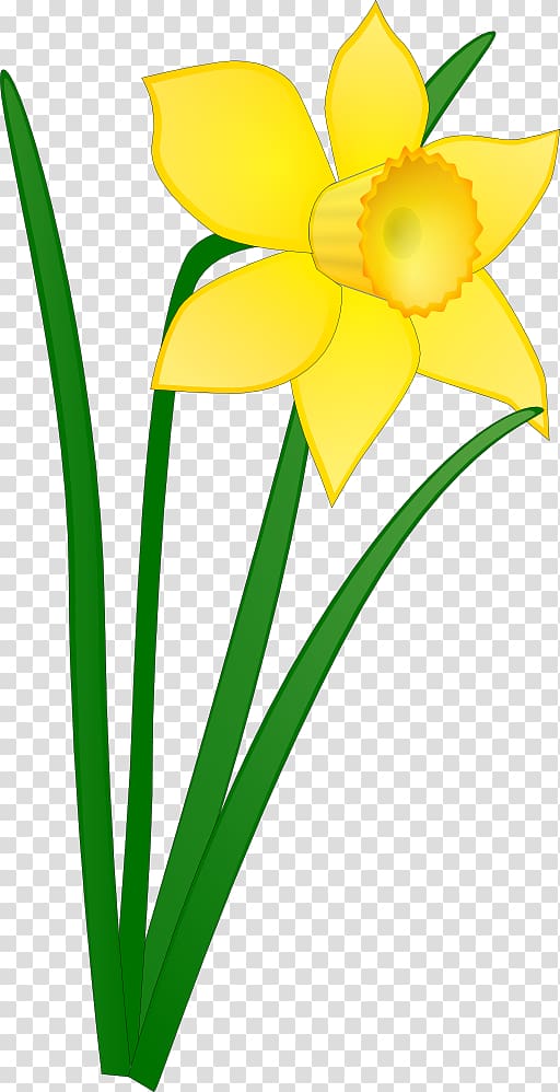 Daffodil Free content Drawing , Daffodil transparent background PNG ...