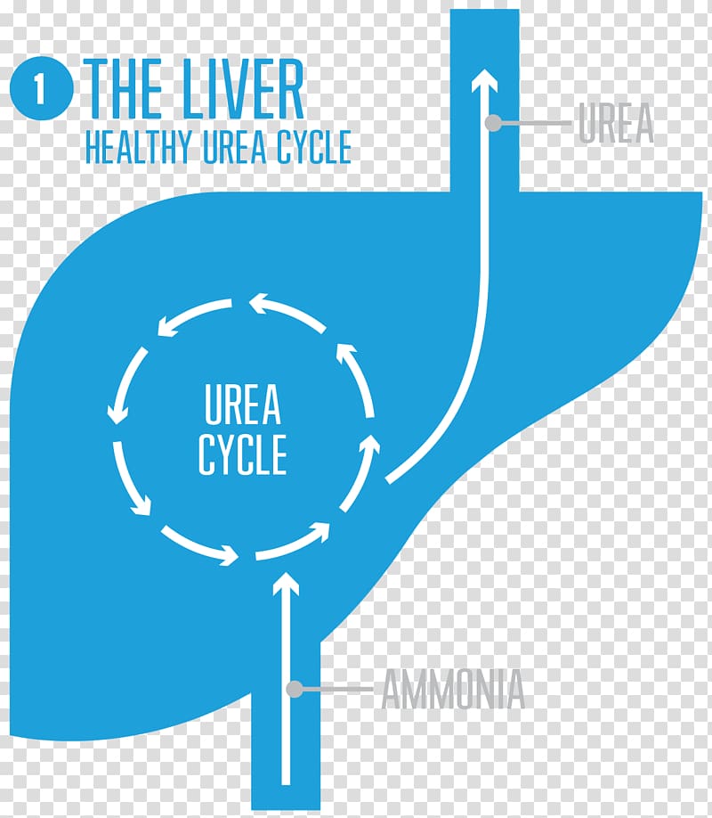 Urea cycle disorder Liver Carbamoyl phosphate synthetase I, Urea Cycle Disorder transparent background PNG clipart