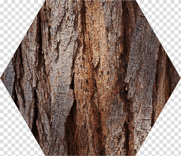 Tree, Wood base transparent background PNG clipart
