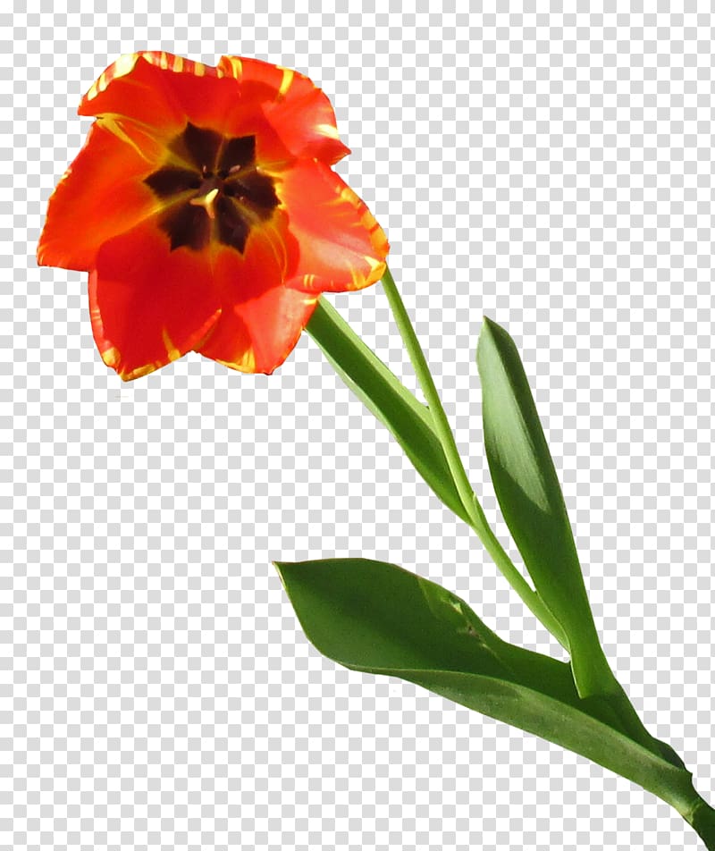 Tulip Cut flowers Planter Petal, tulip transparent background PNG clipart
