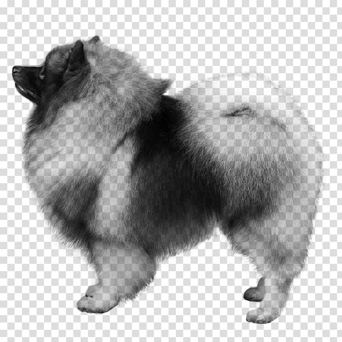 German Spitz Mittel German Spitz Klein Keeshond Pomeranian Volpino, others transparent background PNG clipart