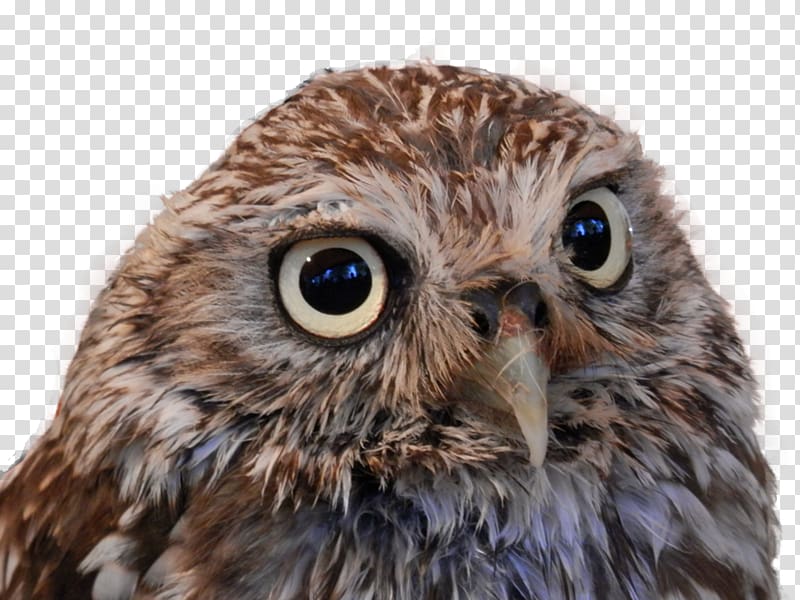 Portable Network Graphics Desktop Bird True owl, Bird transparent background PNG clipart