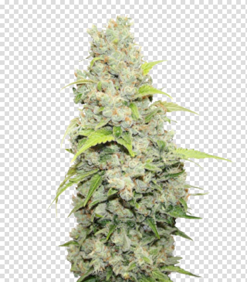 MEDICALSEEDS S.L. Sour Diesel Cultivar Medical cannabis, others transparent background PNG clipart