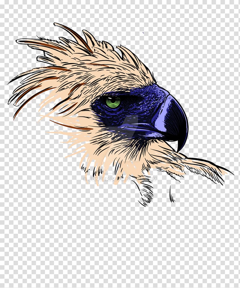 Philippine Eagle Philippines Bald Eagle , eagle transparent background PNG clipart