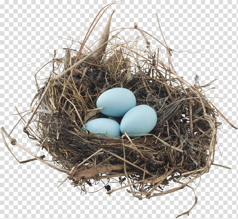 Bird nest Portable Network Graphics, nest transparent background PNG clipart