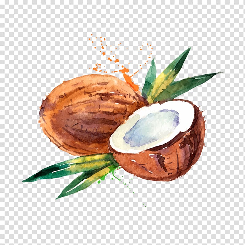 two coconuts illustration, Coconut water Coconut milk Watercolor painting, Hand-painted watercolor coconut transparent background PNG clipart