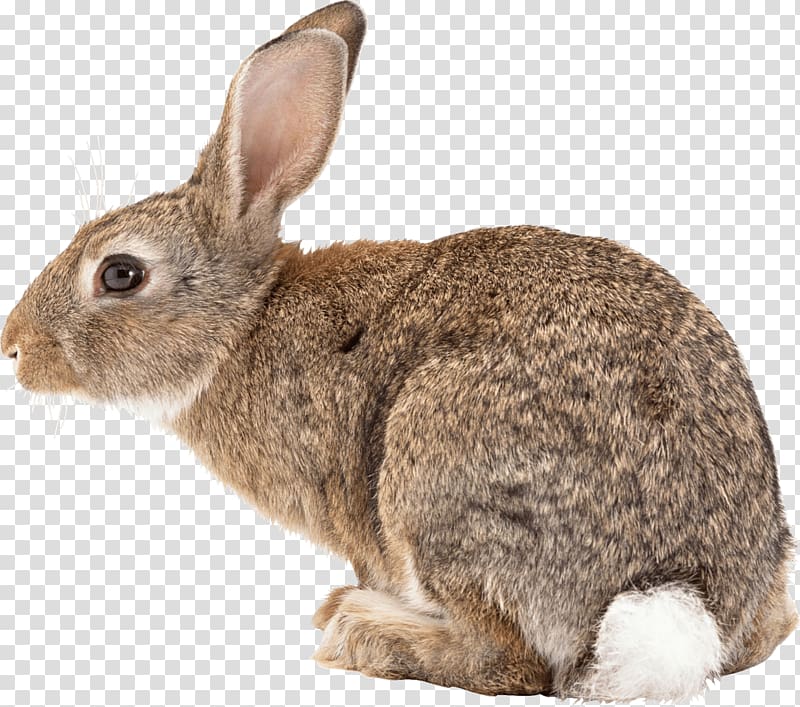 Black-tailed jackrabbit White-tailed deer Veterinarian Pet, Funny Bunny Ears transparent background PNG clipart