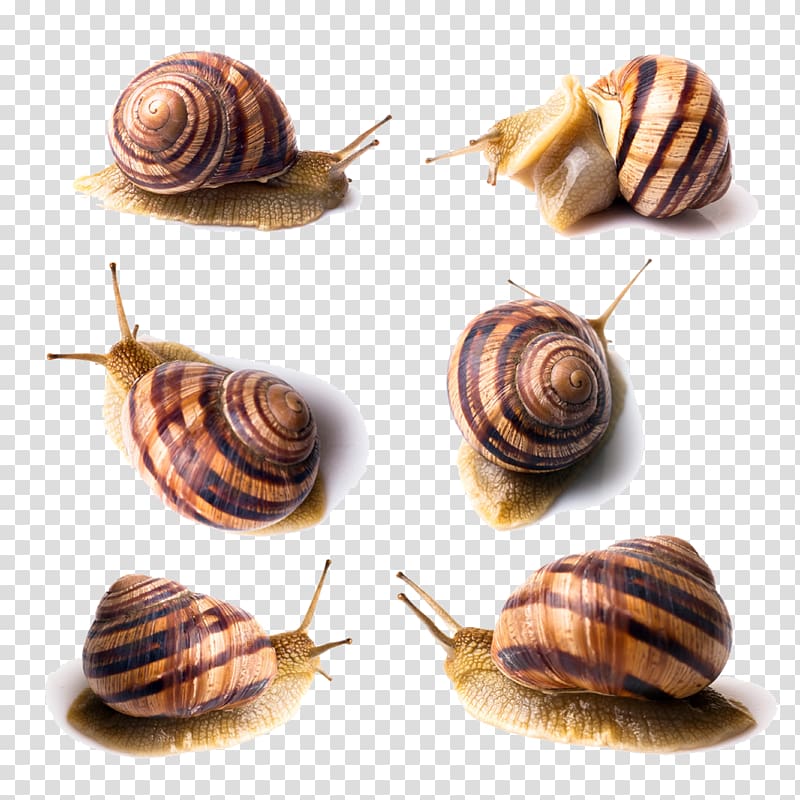 Orthogastropoda , Six snails transparent background PNG clipart