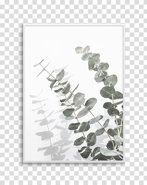 Poster Printmaking Art Eucalyptus cinerea, botanical olive transparent background PNG clipart