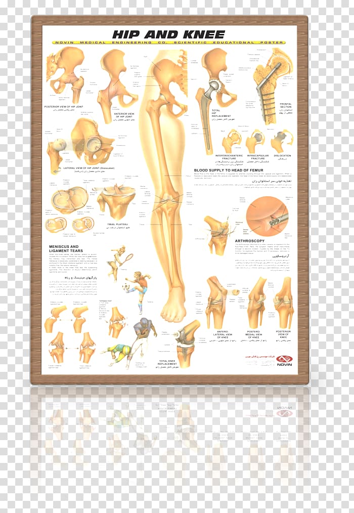 Hip Knee Joint Human anatomy, knee transparent background PNG clipart