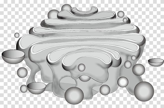 Golgi apparatus Organelle Protein Membrane , others transparent background PNG clipart