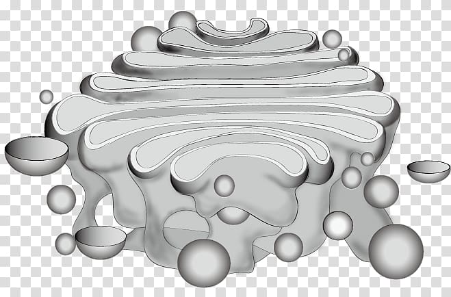 Featured image of post Golgi Apparatus Cartoon Drawing However this depiction does not adequately illustrate the dynamic nature of the golgi compartments called cisternae