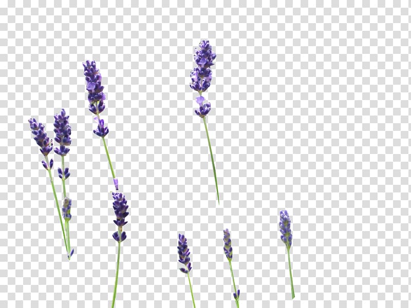 English lavender Drawing , others transparent background PNG clipart