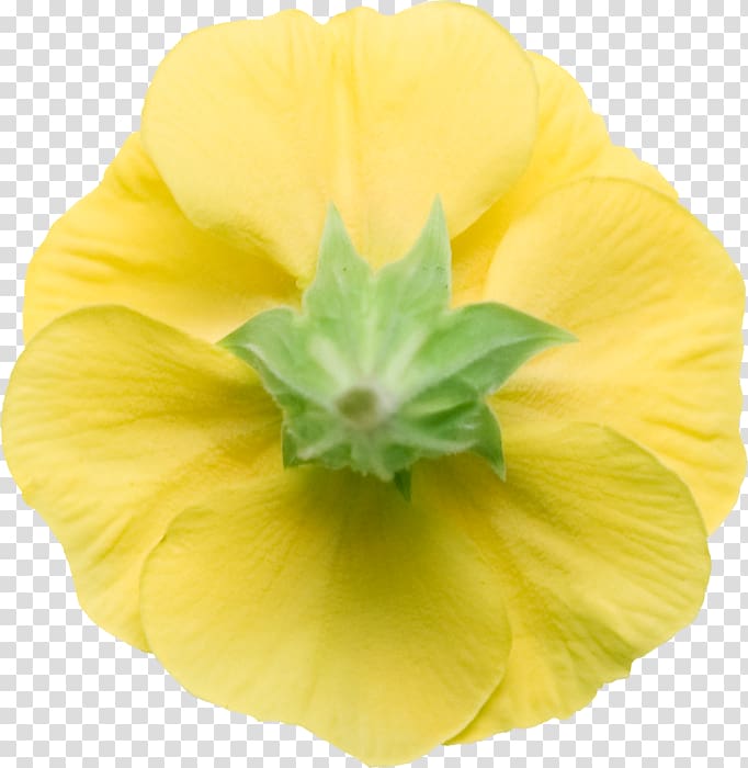 Common evening-primrose, others transparent background PNG clipart