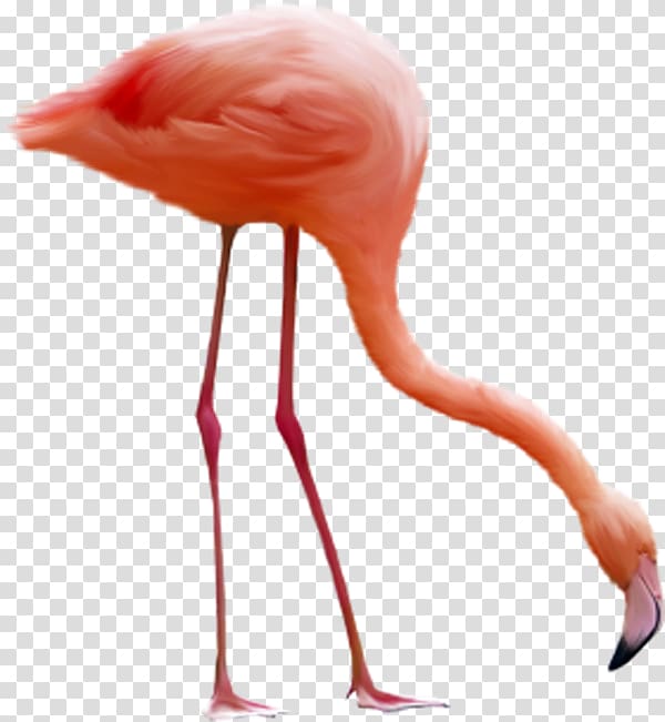 Flamingo Bird , Flamingos bow transparent background PNG clipart
