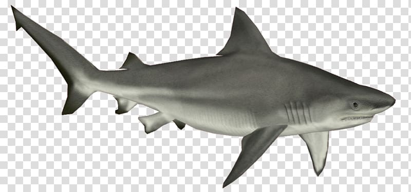 Sharks transparent background PNG clipart