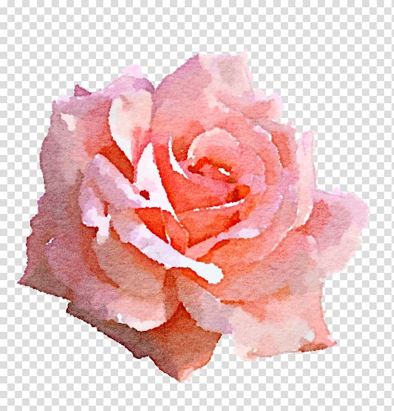 pink rose in bloom painting, Light Rose Pink , watercolor rose transparent background PNG clipart