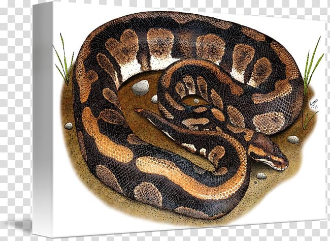 Boa constrictor Snake Ball python Blanket Boas, Ball Python transparent background PNG clipart