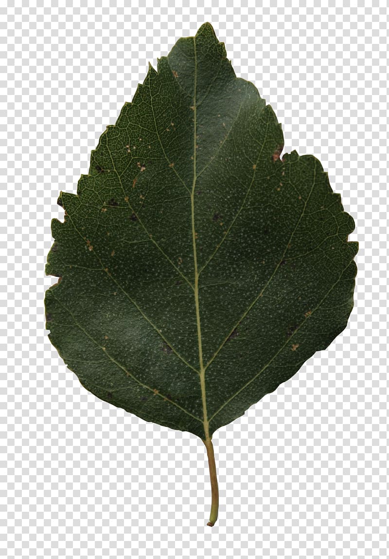 Leaf Tree Branch Silver birch Alpha channel, birch transparent background PNG clipart