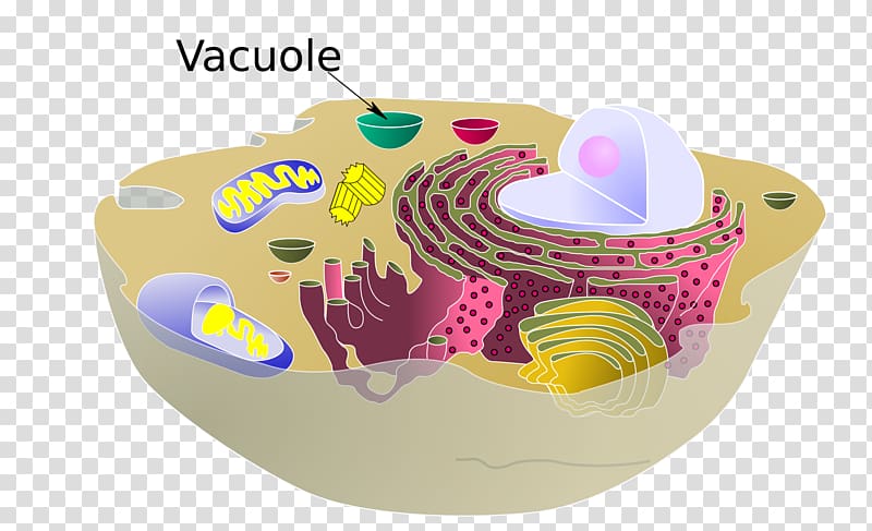 Vacuole Plant cell Cèl·lula animal Organelle, plant transparent background PNG clipart