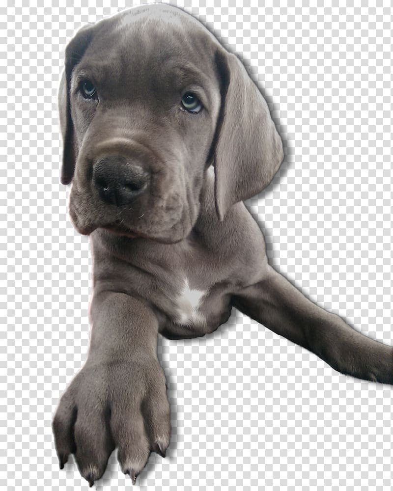 Great Dane Cane Corso Puppy Dog breed Snout, puppy transparent background PNG clipart