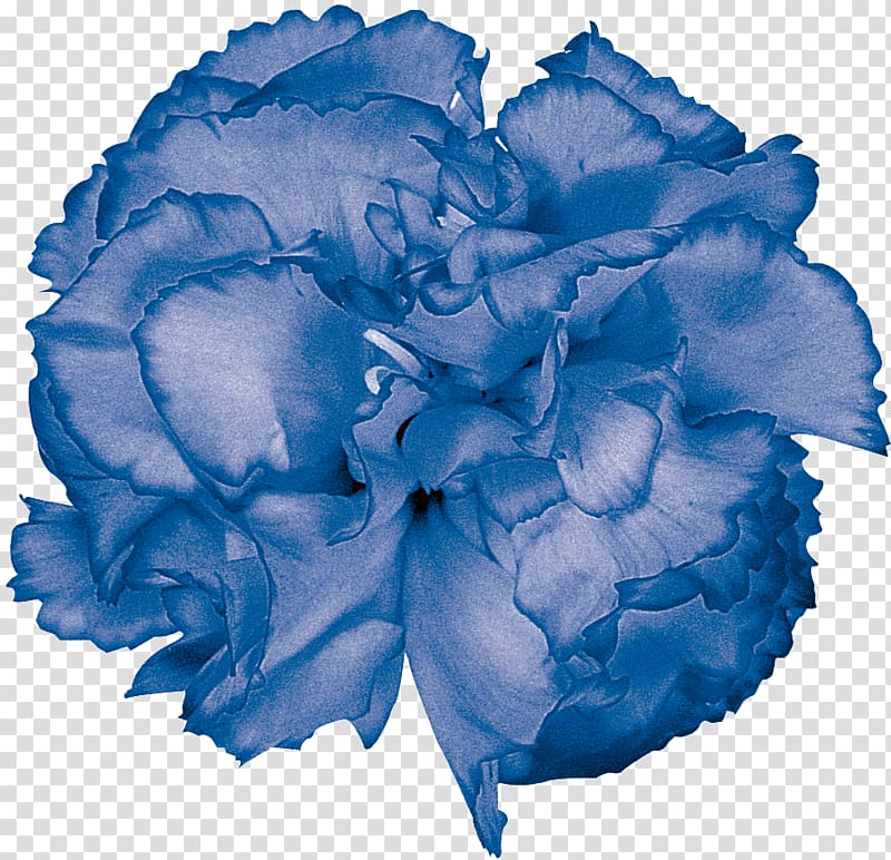 Blue rose Garden roses Color Cut flowers, others transparent background PNG clipart