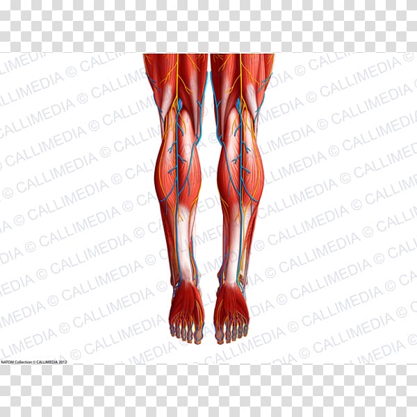 Finger Thigh Foot Muscle Knee, artrosis de rodilla transparent background PNG clipart