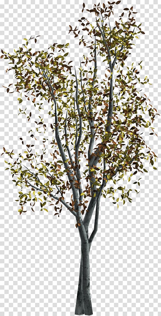 Twig Tree Autumn , tree transparent background PNG clipart