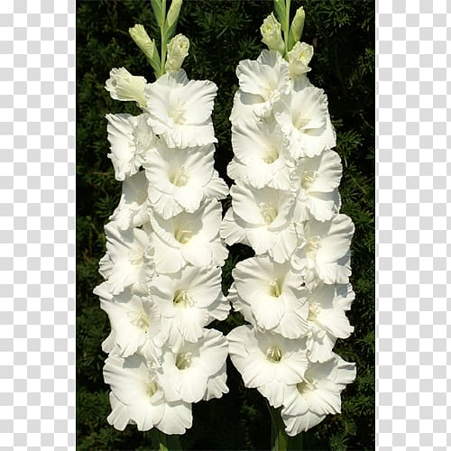 Coppertips Gladiolus Plant Cut flowers, gladiolus transparent background PNG clipart