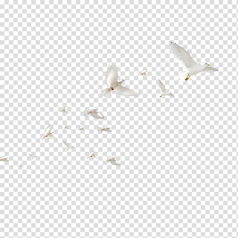Angle LINE Computer font Pattern, pigeon transparent background PNG clipart
