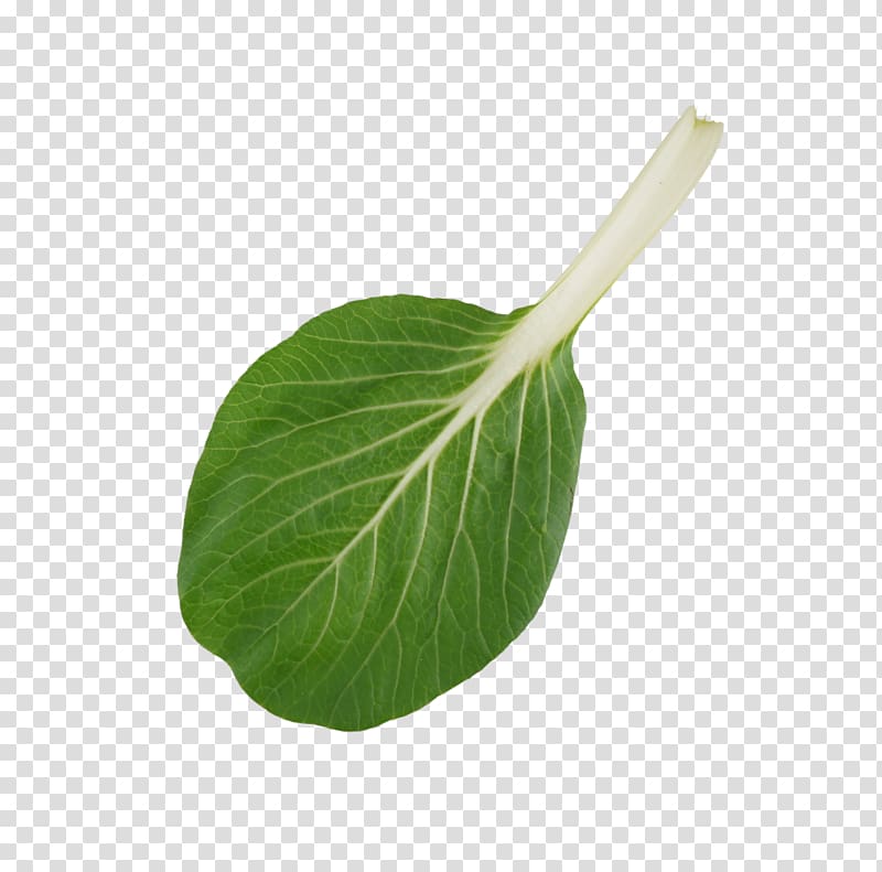Leaf vegetable Plant stem, bok choy transparent background PNG clipart