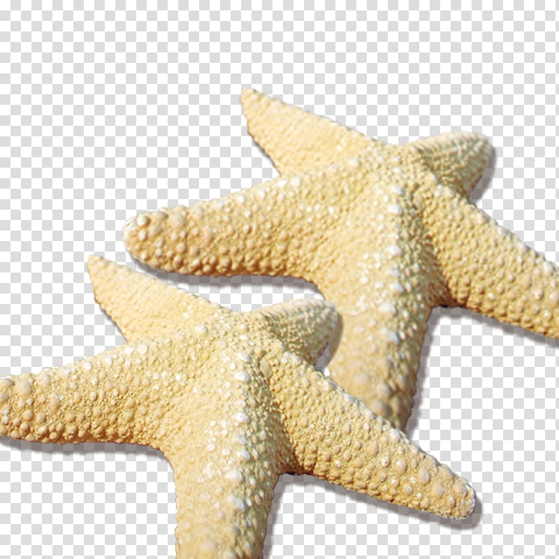 Starfish Sea Beach, Sea stars transparent background PNG clipart