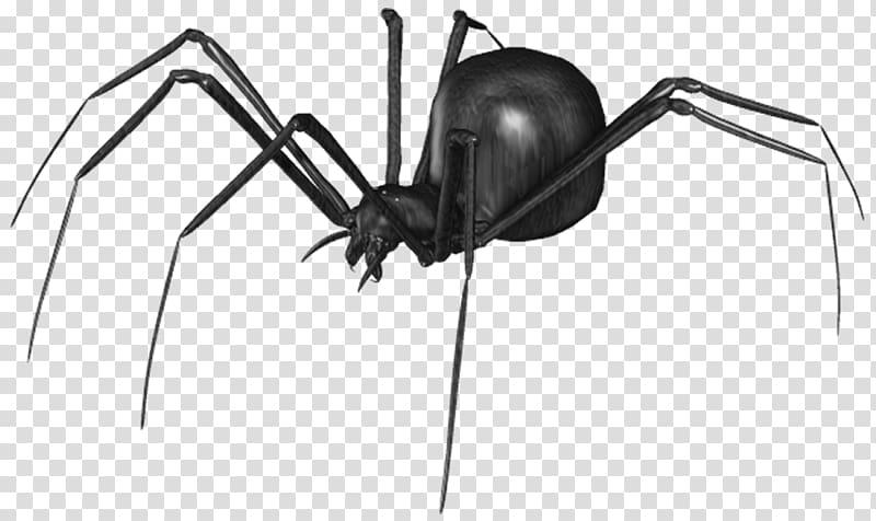 Southern black widow Spider , spider transparent background PNG clipart